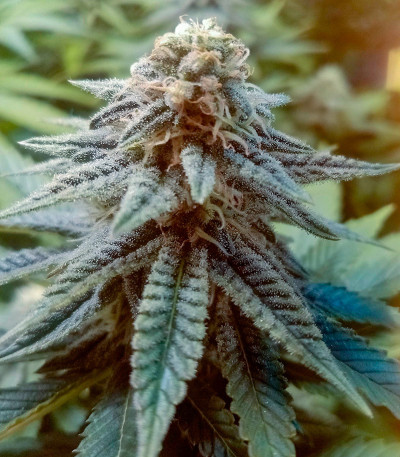ETHOS Apex F1 reg (Ethos Genetics) семена конопли — изображение 3