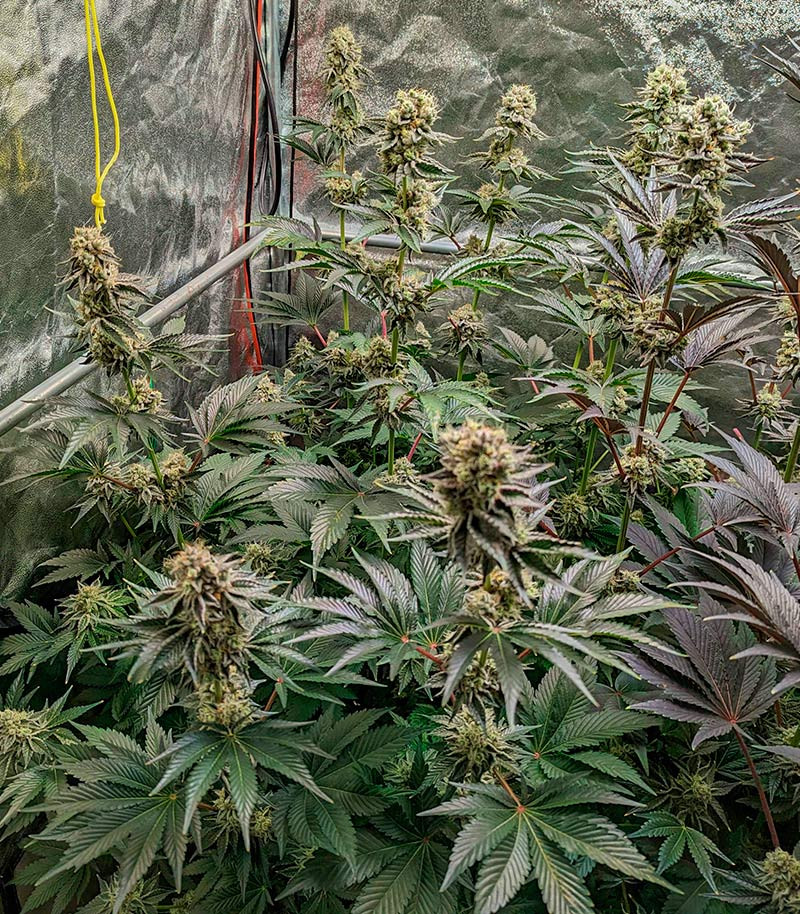 Ethos Cookies R2 fem (Ethos Genetics) семена конопли — изображение 2