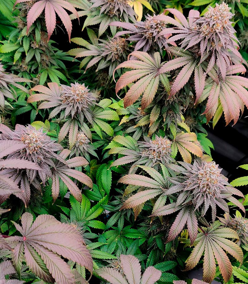 Ethos Cookies R2 fem (Ethos Genetics) семена конопли — изображение 4