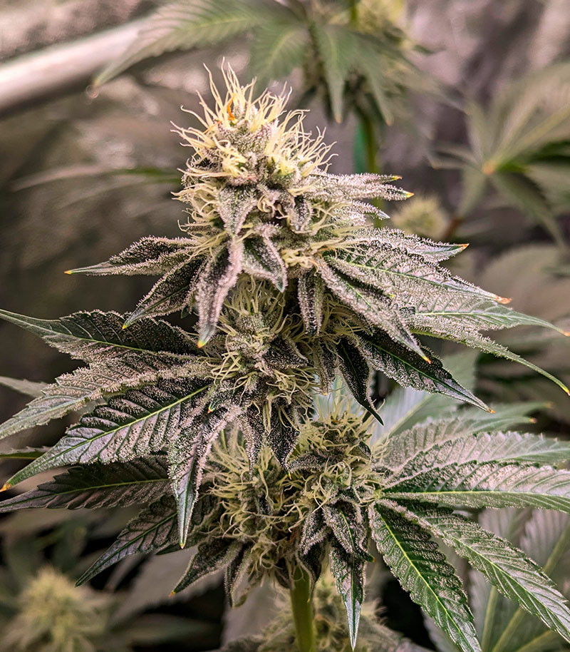 Ethos Cookies R2 fem (Ethos Genetics) семена конопли — изображение 6