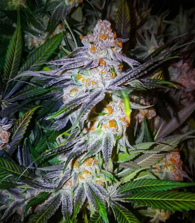 Purple Punch Auto fem (High Speed Buds) семена конопли — изображение 3