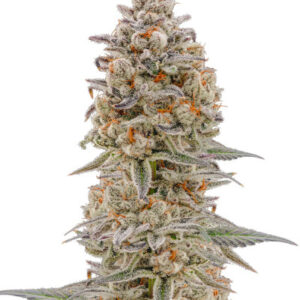 Purple Punch Auto fem (High Speed Buds) семена конопли