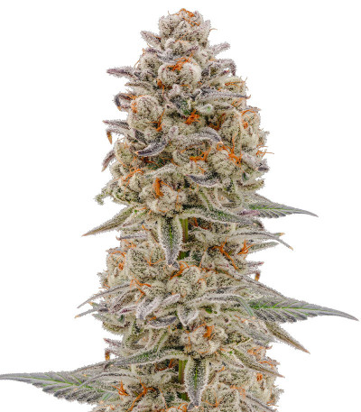 Purple Punch Auto fem (High Speed Buds) семена конопли