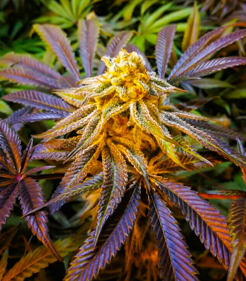 Purple Punch Auto fem (High Speed Buds) семена конопли — изображение 4