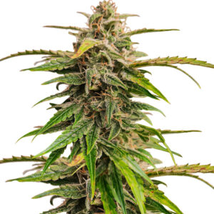 Wedding Crasher Auto fem (High Speed Buds) семена конопли