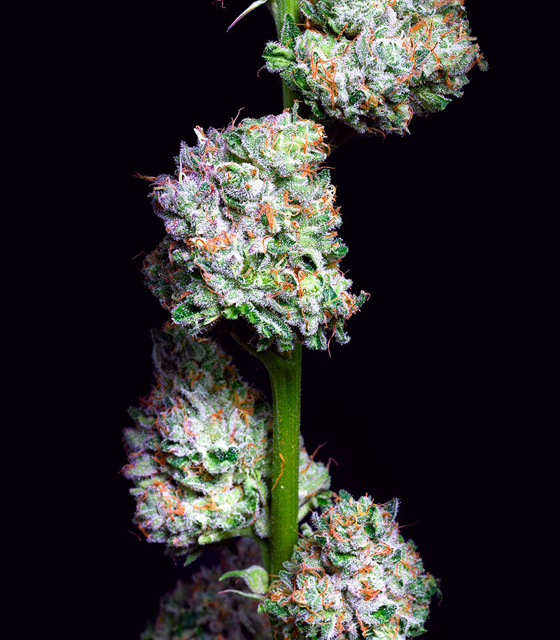 Açai Jelly by Sherbinskis fem (Silent Seeds) семена конопли — изображение 3