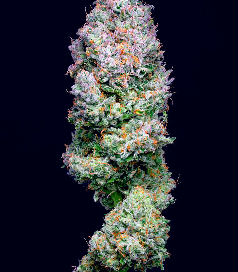 Açai Jelly by Sherbinskis fem (Silent Seeds) семена конопли — изображение 4