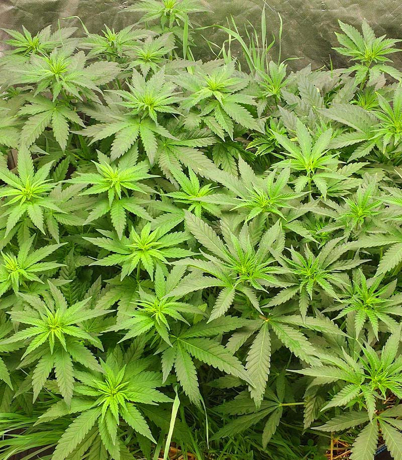 Blue Sunset Sherbert fem (Barney's Farm) семена конопли — изображение 3