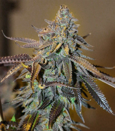 Blue Gelato 41 fem (Barney's Farm) семена конопли — изображение 9