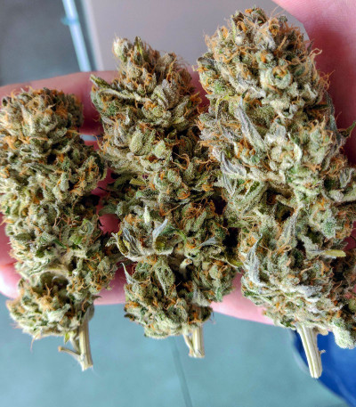 Blue Gelato 41 fem (Barney's Farm) семена конопли — изображение 4