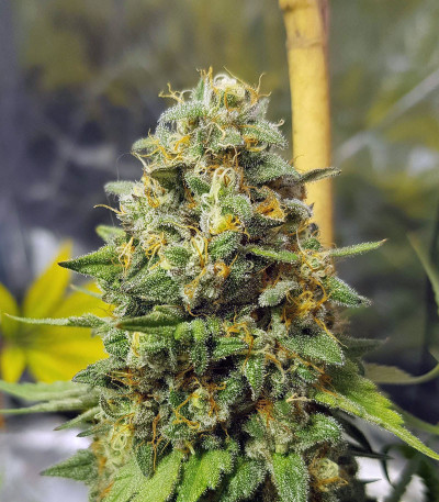 Blue Gelato 41 fem (Barney's Farm) семена конопли — изображение 3