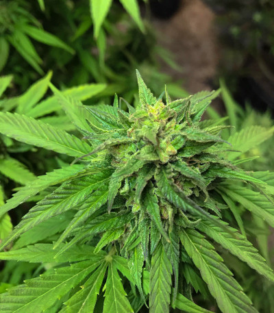 Blue Gelato 41 fem (Barney's Farm) семена конопли — изображение 5