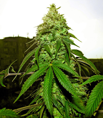Blue Gelato 41 fem (Barney's Farm) семена конопли — изображение 6