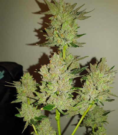 Blue Gelato 41 fem (Barney's Farm) семена конопли — изображение 7