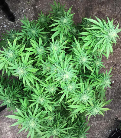 Blue Gelato 41 fem (Barney's Farm) семена конопли — изображение 8