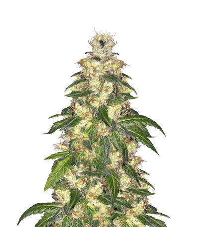 Blue Gelato 41 fem (Barney's Farm) семена конопли