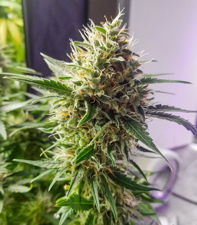 Chocolate Wafflez fem (Paradise Seeds) семена конопли — изображение 3