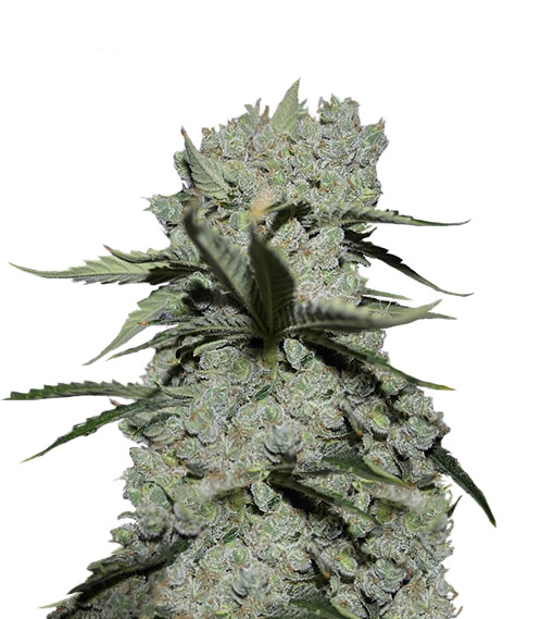 Семена сорта Critical Kush (Barney's Farm)