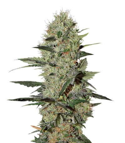 Семена сорта Exodus Cheese Auto fem (GHS)