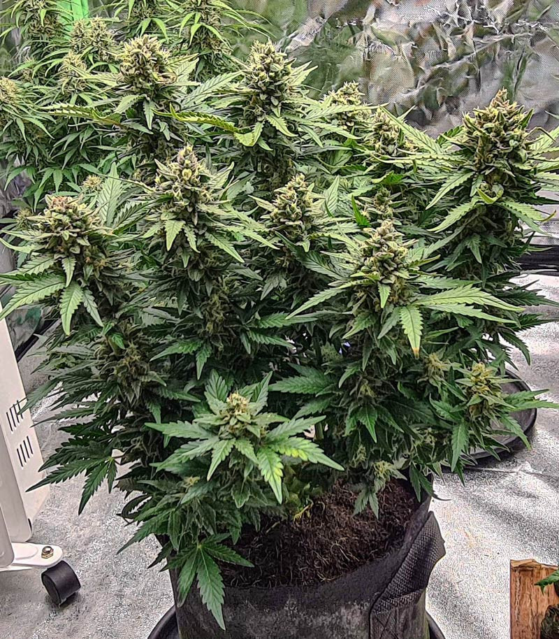 Семена сорта Gorilla Glue Auto (FastBuds) — изображение 3