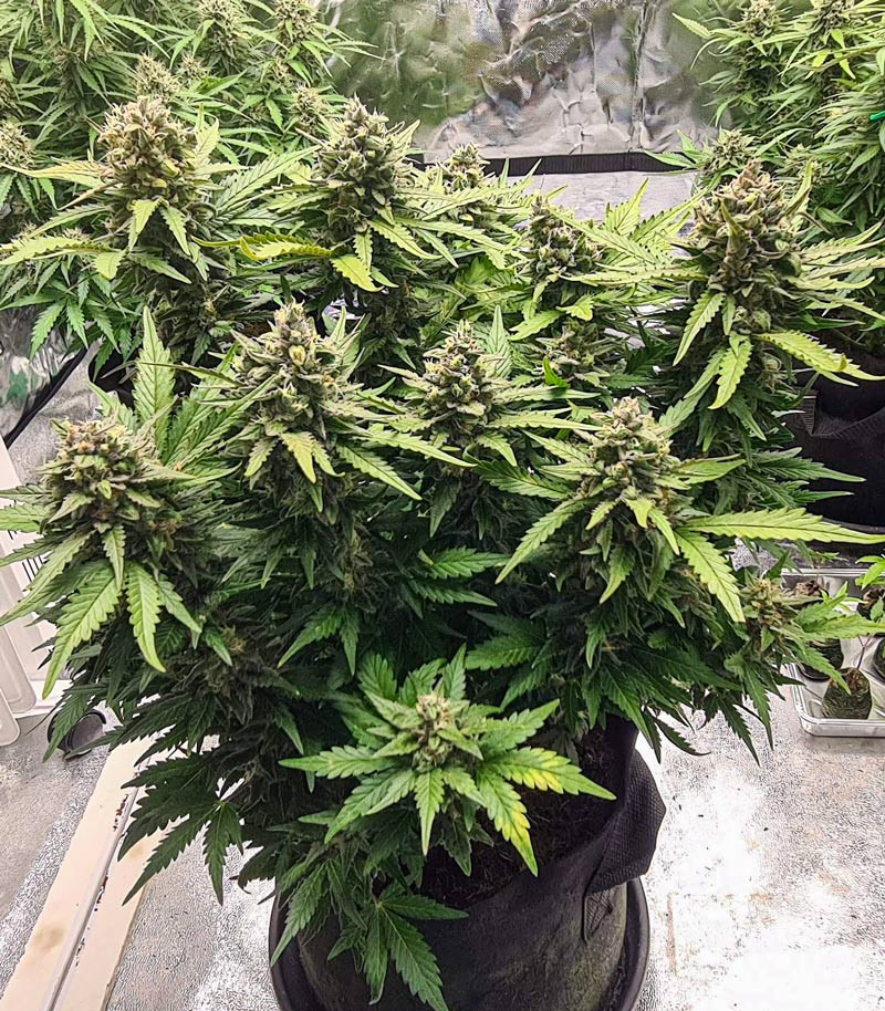 Семена сорта Gorilla Glue Auto (FastBuds) — изображение 4