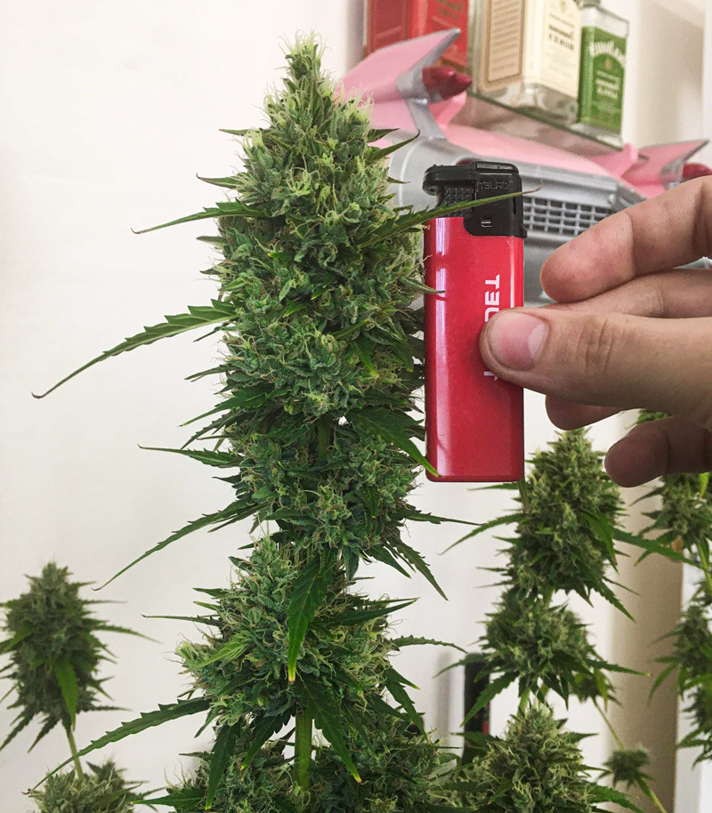Семена сорта Gorilla Glue Auto (FastBuds) — изображение 8