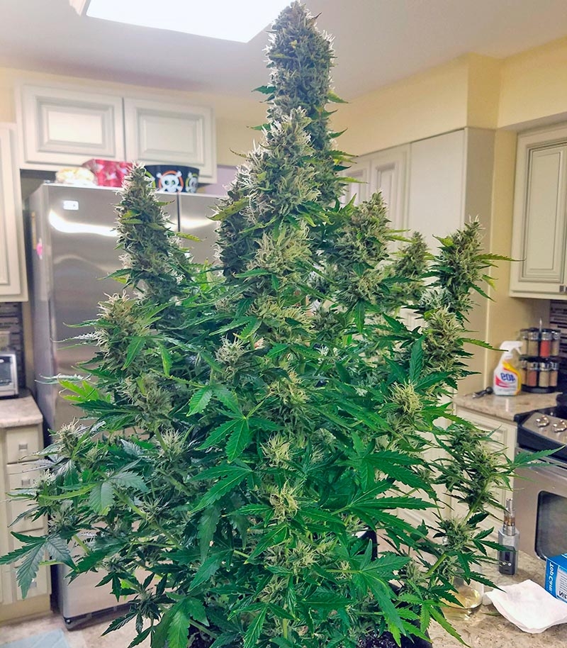 Семена сорта Gorilla Glue Auto (FastBuds) — изображение 6