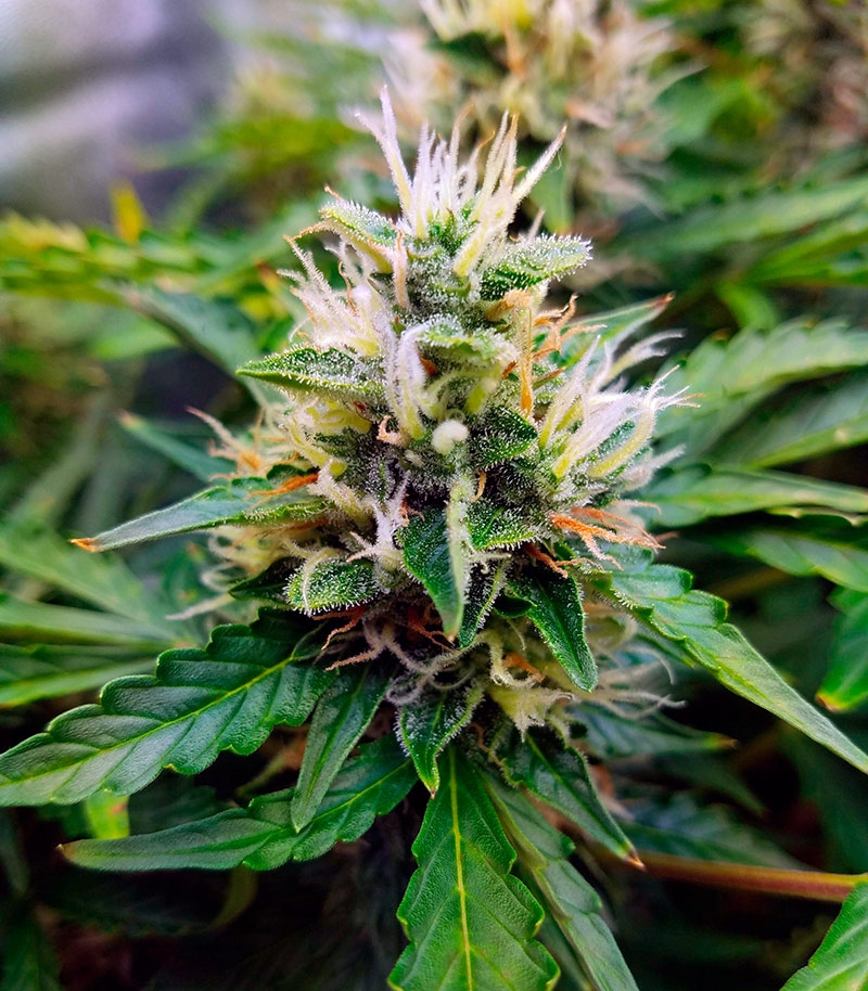 Семена сорта Gorilla Glue Auto (FastBuds) — изображение 7