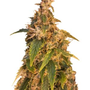 Jack Herer Auto fem (GHS) семена конопли