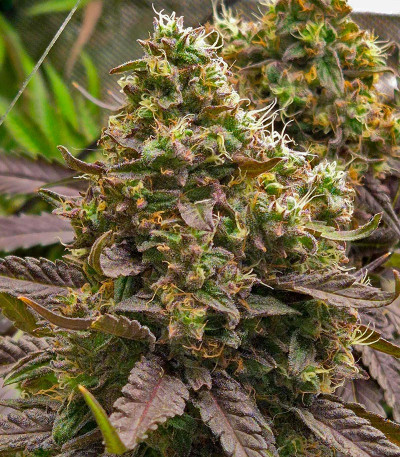 Lemon Cherry Gelato fem (Barney's Farm) семена конопли — изображение 3