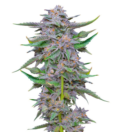 Lemon Cherry Gelato fem (Barney's Farm) семена конопли