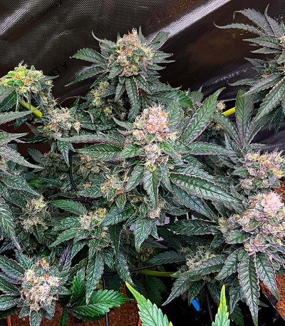 Purple Punch X Lemon Drizzle fem (Barney's Farm) семена конопли — изображение 4