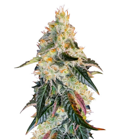 Purple Punch X Lemon Drizzle fem (Barney's Farm) семена конопли