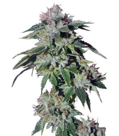 Pure Kush fem (GHS) семена конопли