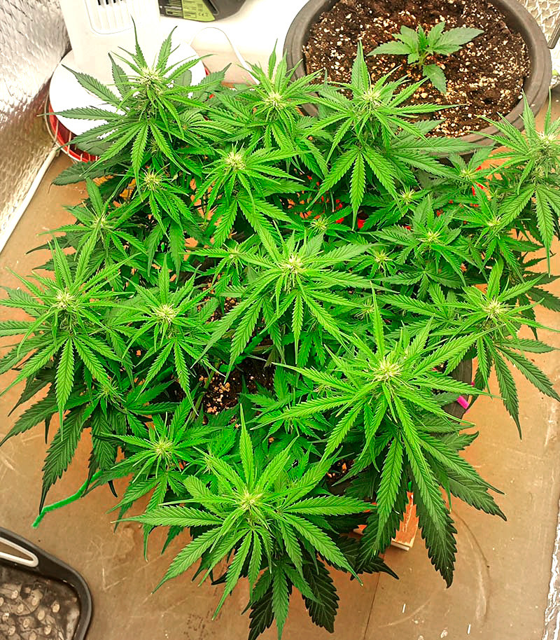 Runtz Auto fem (Barney's Farm) — изображение 4