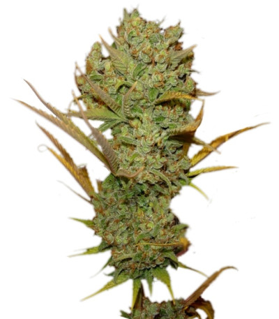 Super Silver Haze fem (GHS) семена конопли