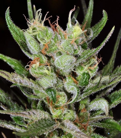 Super Silver Haze fem (GHS) семена конопли — изображение 3