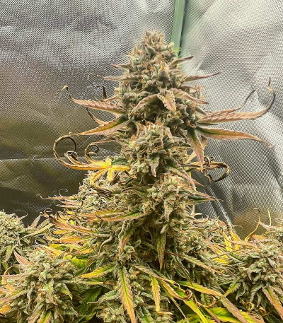 Apollo F1 Auto fem (RQS) семена конопли — изображение 6