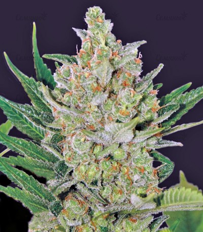 Blueberry Cheese Auto (Blue Cheese Auto) fem (Barney's Farm) — изображение 3