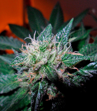 Bubba Kush fem (GHS) — изображение 3