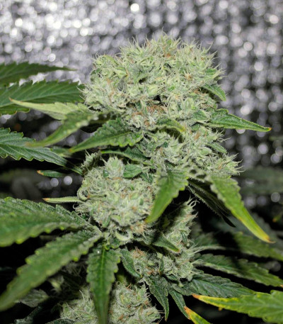 Семена сорта Critical Kush (Barney's Farm) — изображение 3