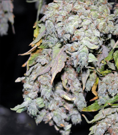 Семена сорта Critical Kush (Barney's Farm) — изображение 4