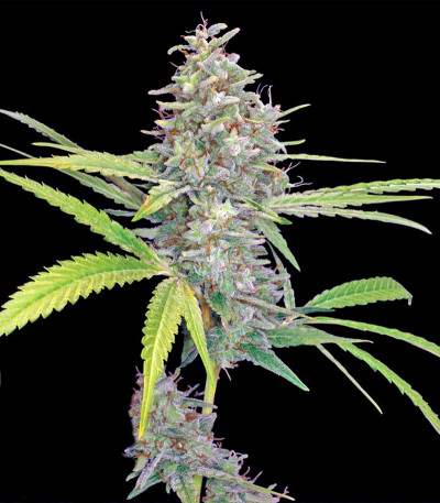 G13 Haze fem (Barney's Farm) семена конопли — изображение 3