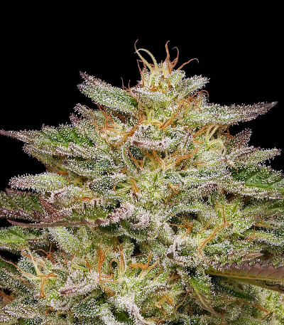 Golden Sands fem (Humboldt Seed Company) семена конопли — изображение 3