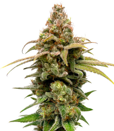 HighCloudZ fem (GHS) семена конопли