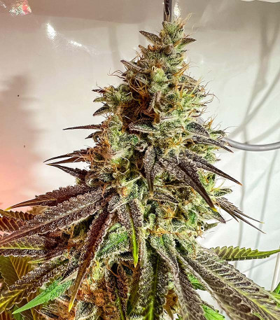HighCloudZ fem (GHS) семена конопли — изображение 5