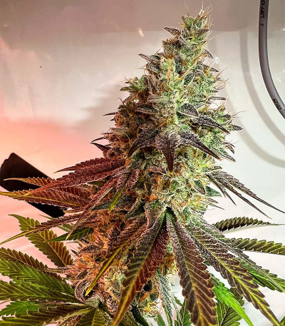 HighCloudZ fem (GHS) семена конопли — изображение 6