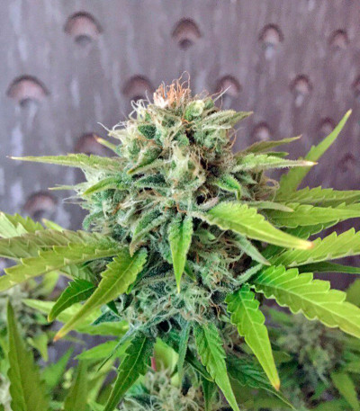 Kalashnikova Auto fem (GHS) семена конопли — изображение 3