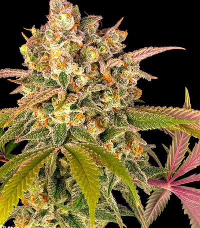 Lemon Tree fem (Barney's Farm) — изображение 4