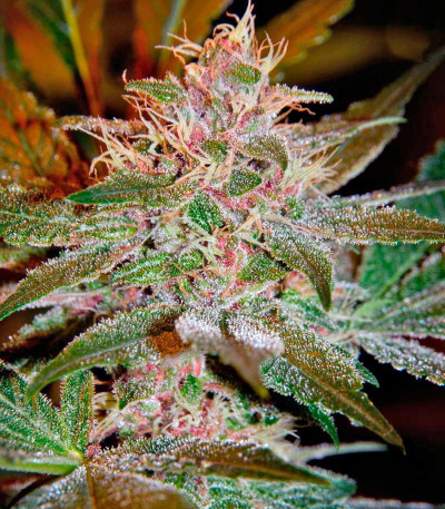Pure Kush fem (GHS) семена конопли — изображение 4